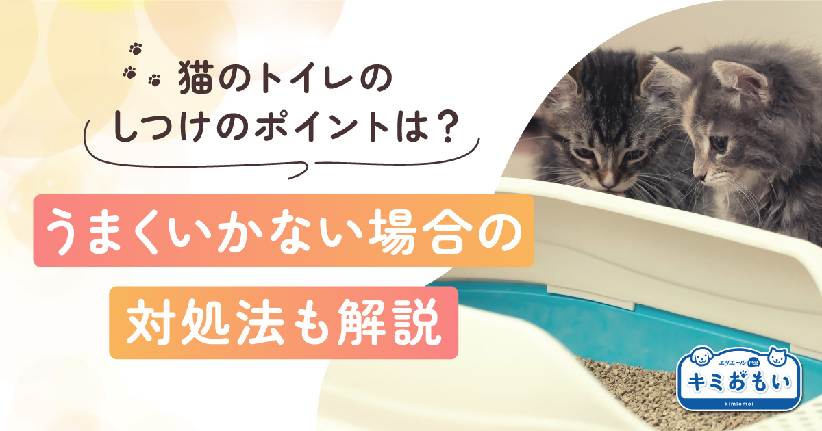 猫のトイレのしつけのポイントは？うまくいかない場合の対処法も解説｜キミおもい｜エリエール｜大王製紙