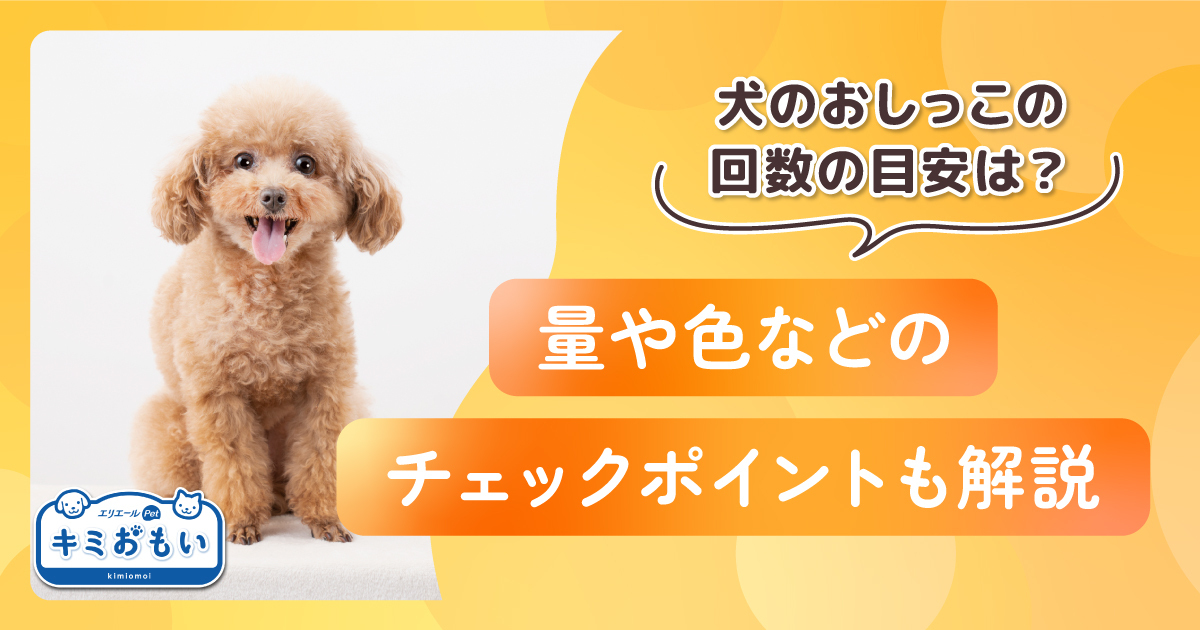 犬のおしっこの回数の目安は？量や色などのチェックポイントも解説