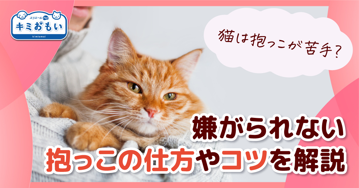 猫は抱っこが苦手？嫌がられない抱っこの仕方やコツを解説｜キミおもい｜エリエール｜大王製紙