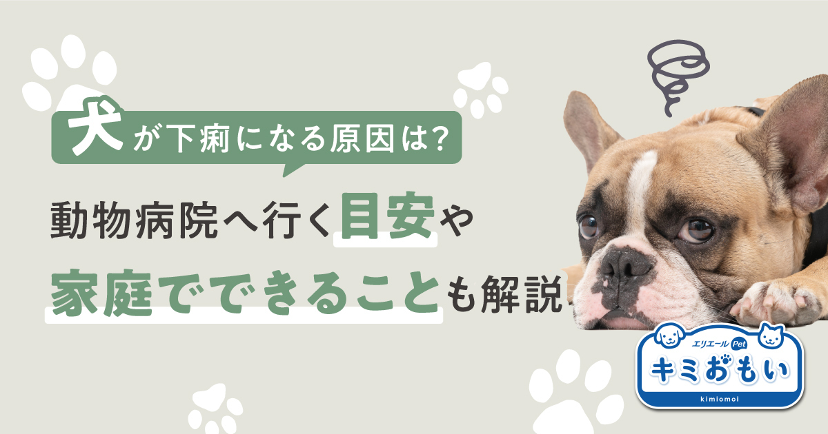 犬が下痢になる原因は？動物病院へ行く目安や家庭でできることも解説｜キミおもい｜エリエール｜大王製紙