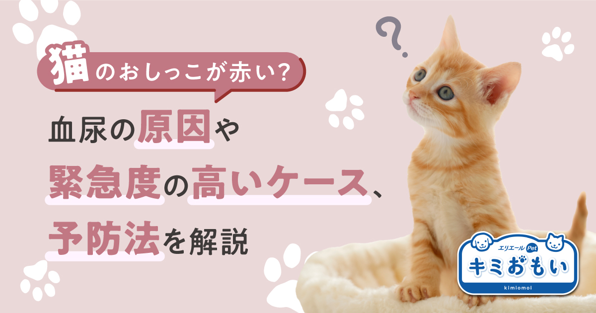 猫のおしっこが赤い？血尿の原因や緊急度の高いケース、予防法を解説｜キミおもい｜エリエール｜大王製紙