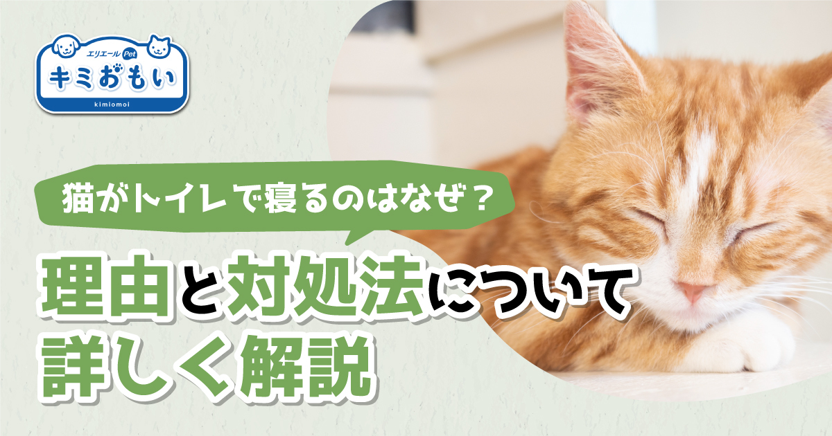 猫がトイレで寝るのはなぜ？理由と対処法について詳しく解説｜キミおもい｜エリエール｜大王製紙