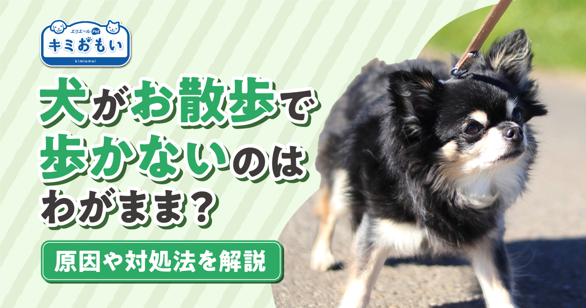 犬 ハーネス 歩か ない