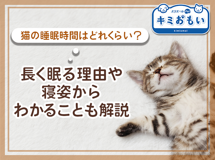 猫の睡眠時間はどれくらい？