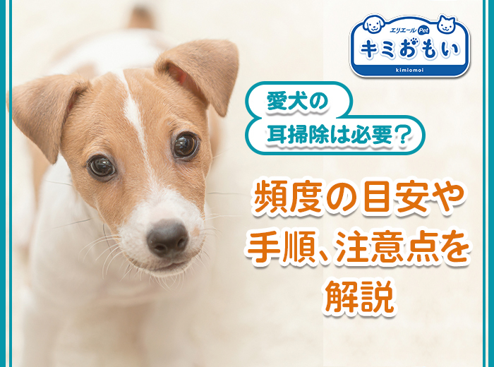 愛犬の耳掃除は必要？